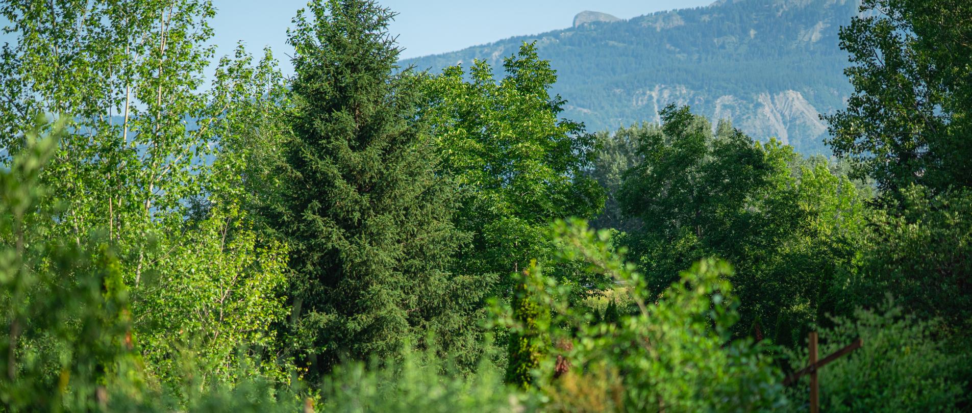 Paysage